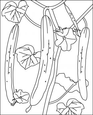 高齢者レク素材 畑のきゅうり 定番塗り絵 介護レク広場 レク素材やレクネタ 企画書 の無料ダウンロード