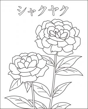 [50歳以上] 冬 塗り絵 花 - デザイン文具