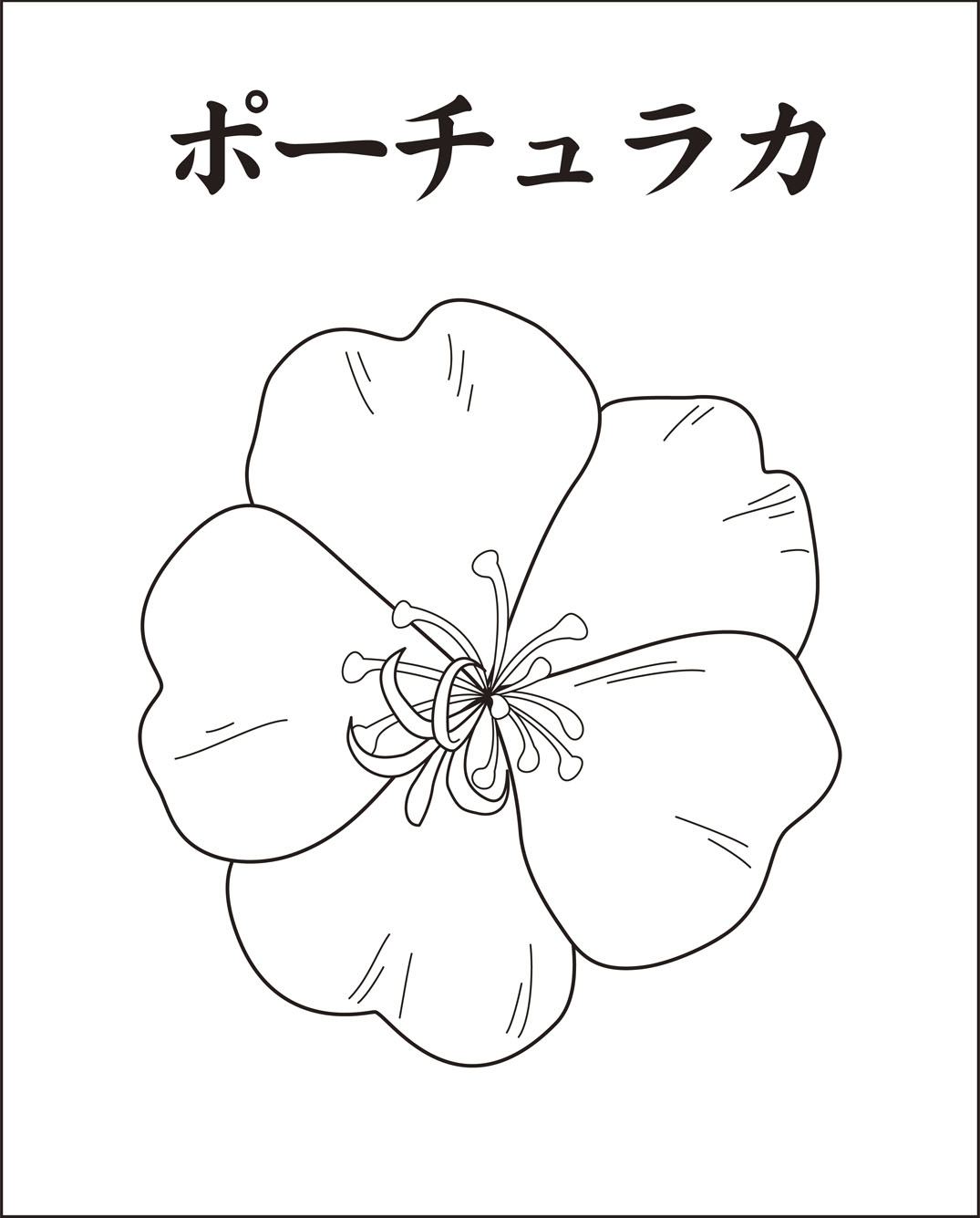 高齢者レク素材 ポーチュラカ｜定番塗り絵｜介護レク広場～レク素材や