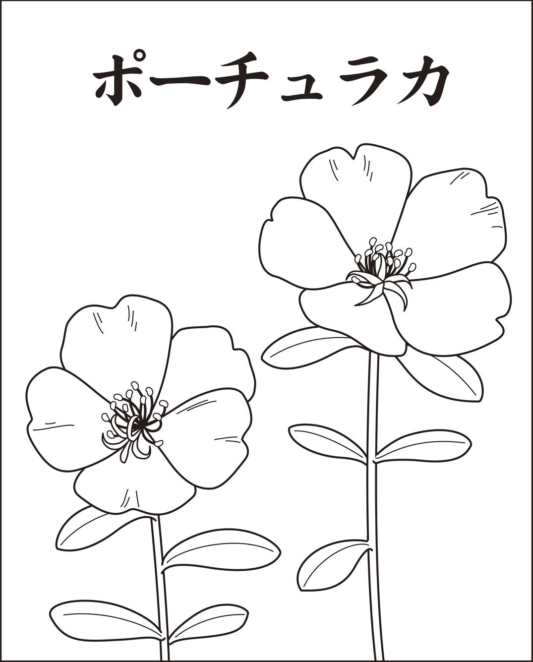 高齢者レク素材 ポーチュラカ｜定番塗り絵｜介護レク広場～レク素材や