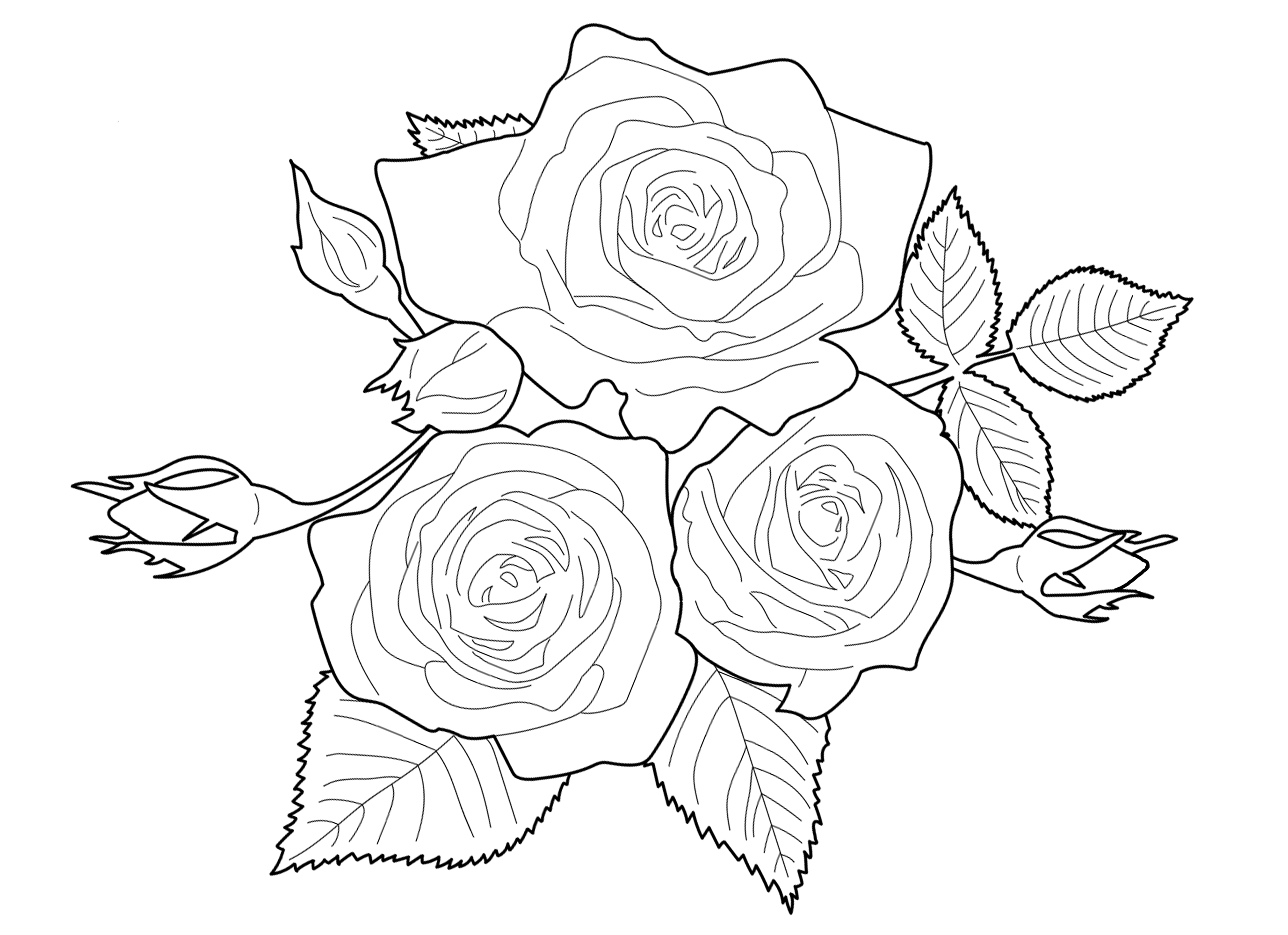 高齢者レク素材 薔薇（バラ）｜定番塗り絵｜介護レク広場～レク素材やレクネタ（企画書）の無料ダウンロード