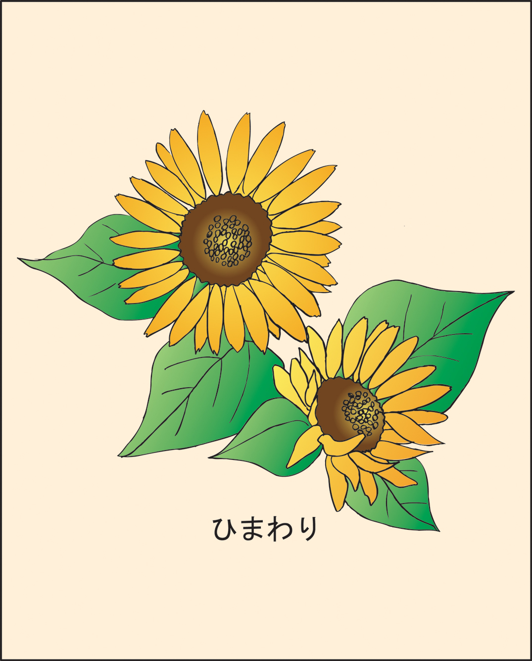 高齢者レク素材 夏の花 定番塗り絵 介護レク広場 レク素材やレクネタ 企画書 の無料ダウンロード