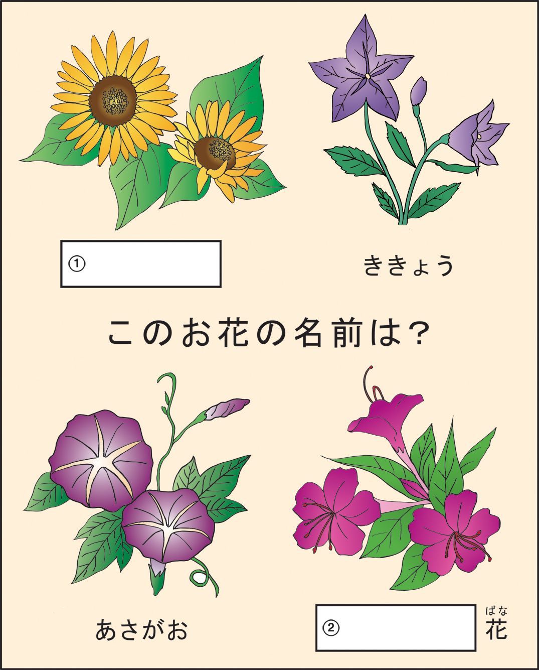 高齢者レク素材 夏の花｜定番塗り絵｜介護レク広場～レク素材や