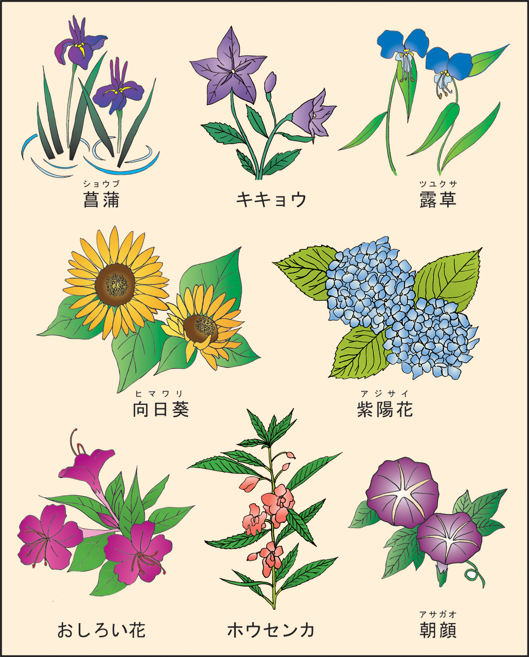 高齢者レク素材 夏の花 定番塗り絵 介護レク広場 レク素材やレクネタ 企画書 の無料ダウンロード