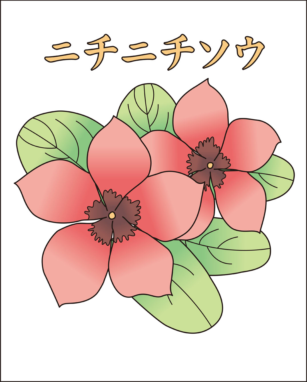 高齢者レク素材 日々草｜定番塗り絵｜介護レク広場～レク素材や