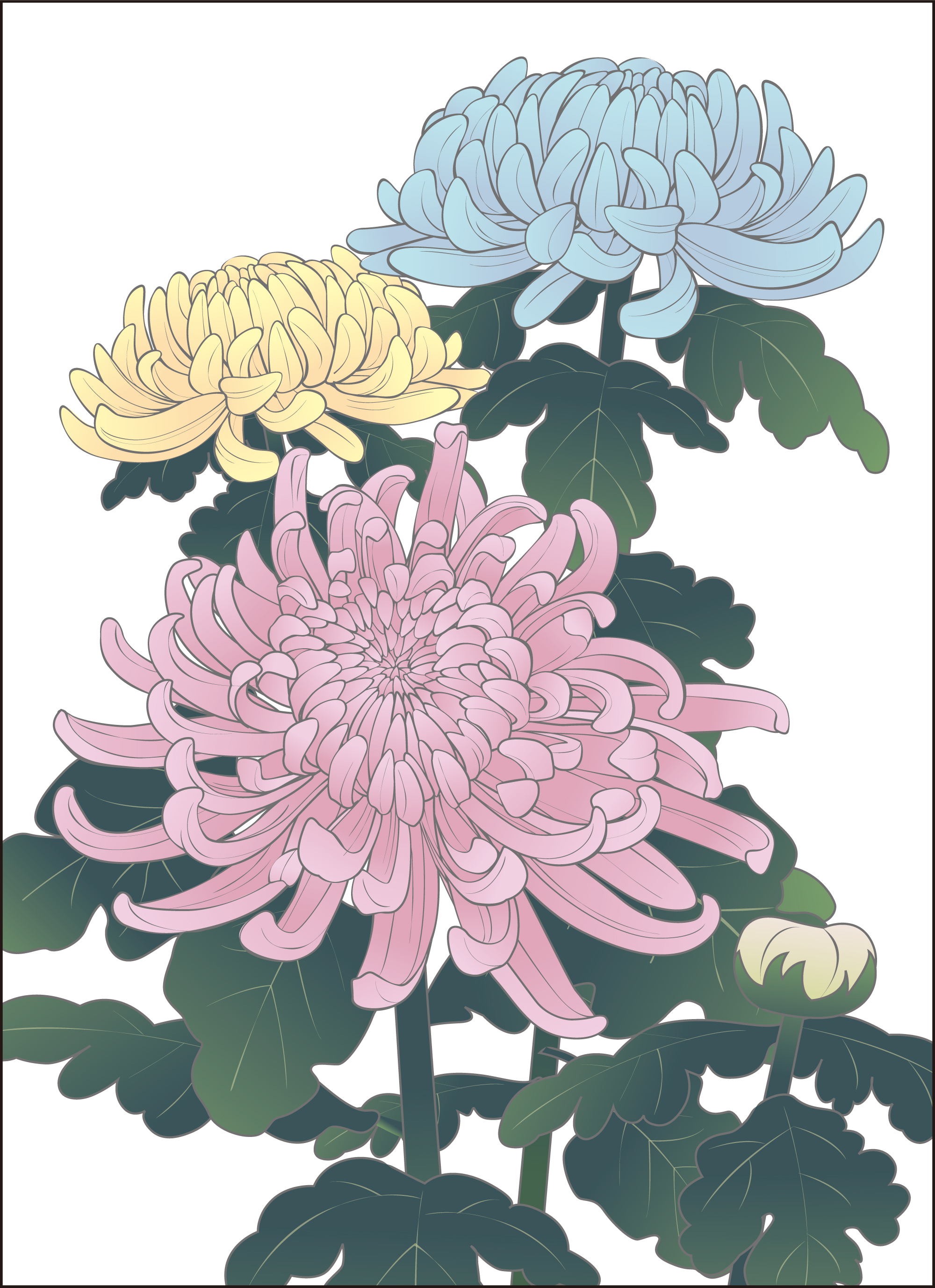 菊 イラスト かわいいかわいい 菊 イラスト 簡単 イラスト画像集
