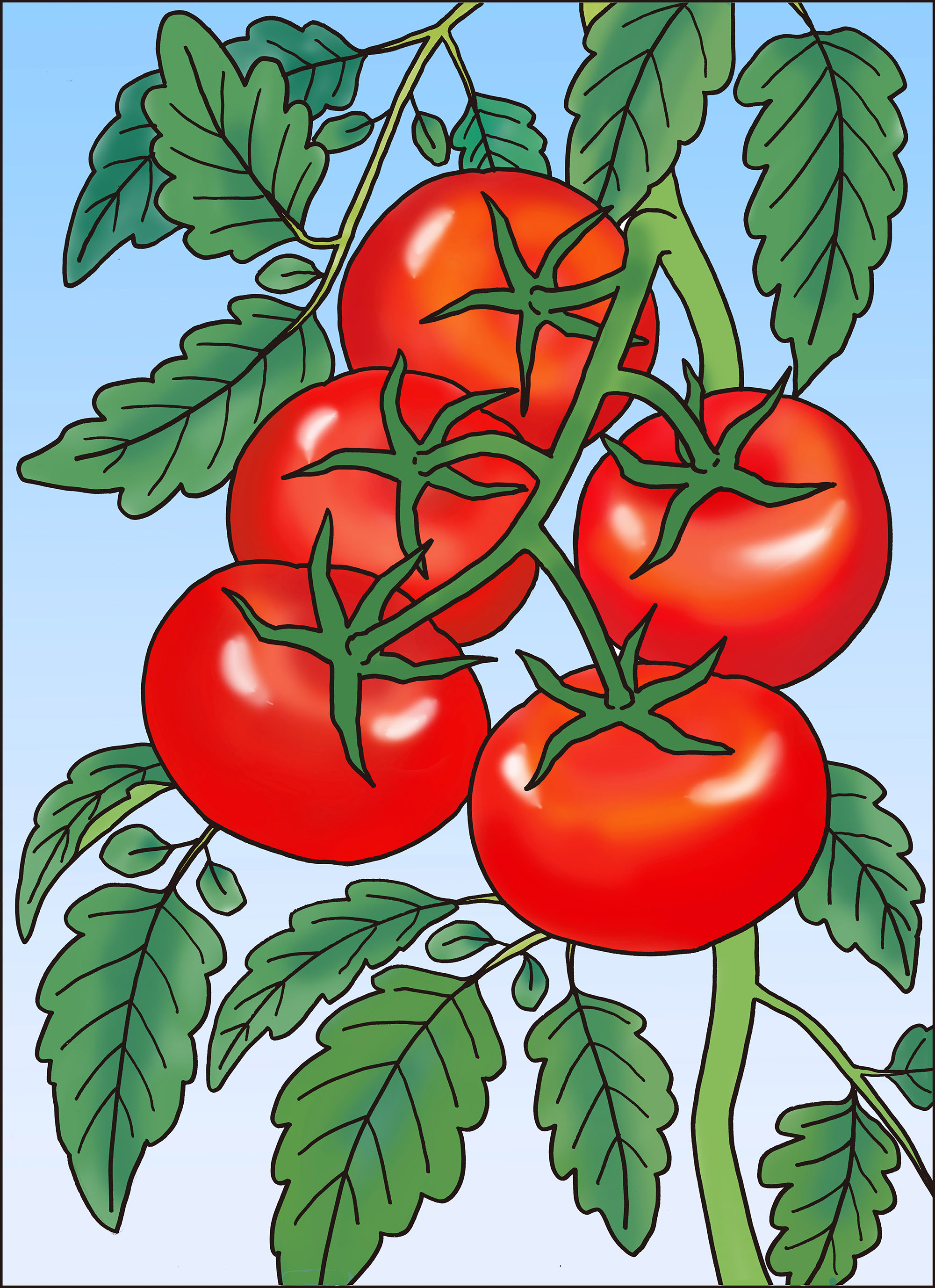高齢者レク素材 畑のトマト 定番塗り絵 介護レク広場 レク素材やレクネタ 企画書 の無料ダウンロード
